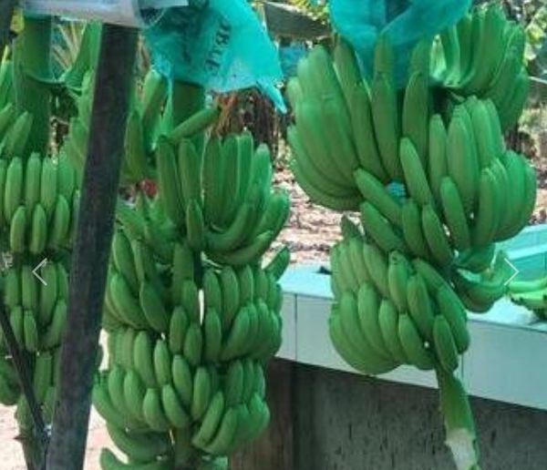 Banana from 페루 supplied by Cooperativa Agraria Agroexportadora Del norte - Green 신선 바나나