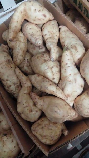 sweet potato from 우간다 supplied by EES ORGANIC FOOD LIMITED - High Quality 고구마