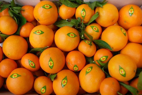 Oranges from 벨기에 supplied by Lejeune - 주황색 신선 오렌지
