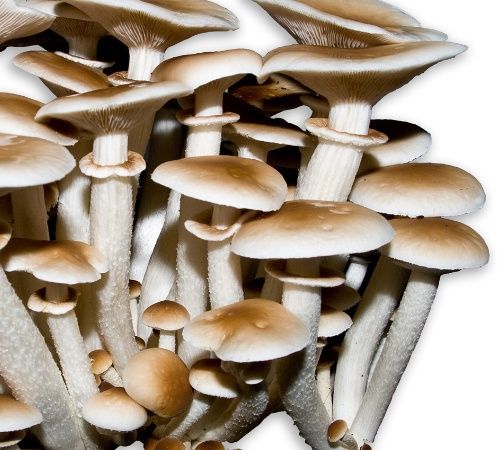 Poplar Mushroom from Spain supplied by Champinter - Whole Poplar Mushroom