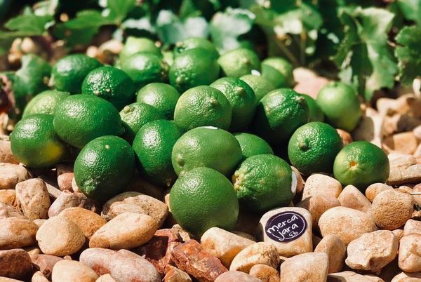Fresh Lime from Spain supplied by Mercajara - Green Fresh Lime