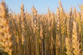 Wheat from 포르투갈 supplied by K. LARSEN - Whole 소맥