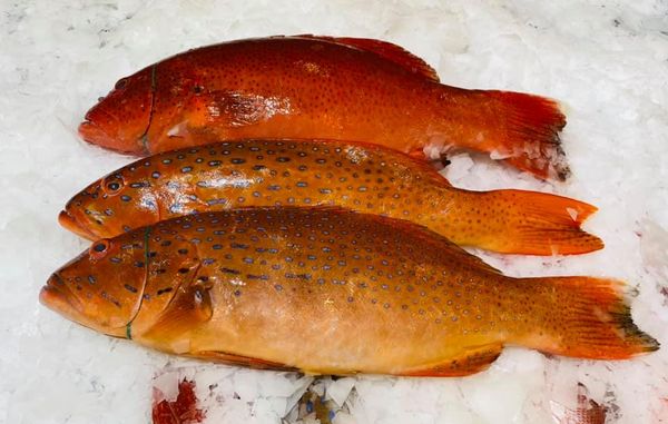 Leopard Coral  Trout from Malaysia supplied by Sengkee - Rainbow Trout Fresh Trout