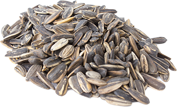 Sunflower Seeds from 미국 supplied by Jack Tuchten Wholesale Produce Inc - Black with White Stripes 해바라기 씨