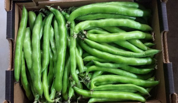 Green Beans from Morocco supplied by HERBALAN - Green Dried Common Bean