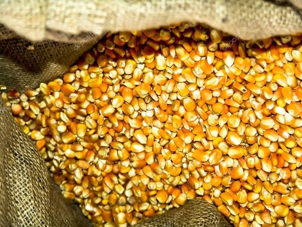 Maize from Brazil supplied by Saagros Com. Ind. Importacao e Exportacao de Cereais Ltda. - Sweet Corn (=Saccharata) Maize (Corn)