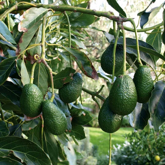 Hass Avocado from Kenya supplied by Afrex Gold Limited - Class 1 Export Fresh Avocado