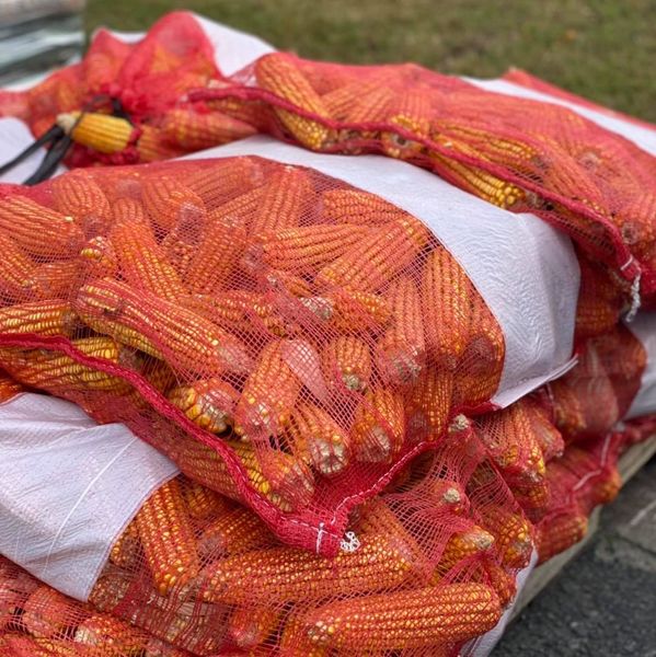 Dried Corn from United States supplied by Roche Farm & Garden - Dried Maize (Corn)