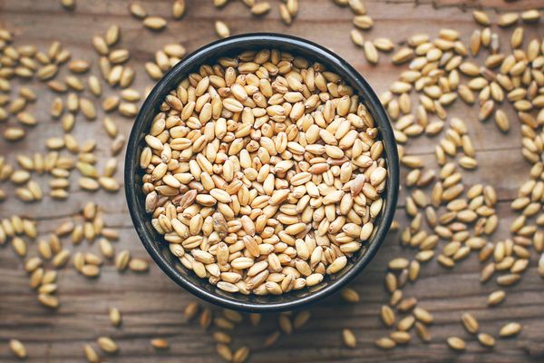 Wheat from 튀르키예 supplied by Yiğit Tarım - Dried 소맥