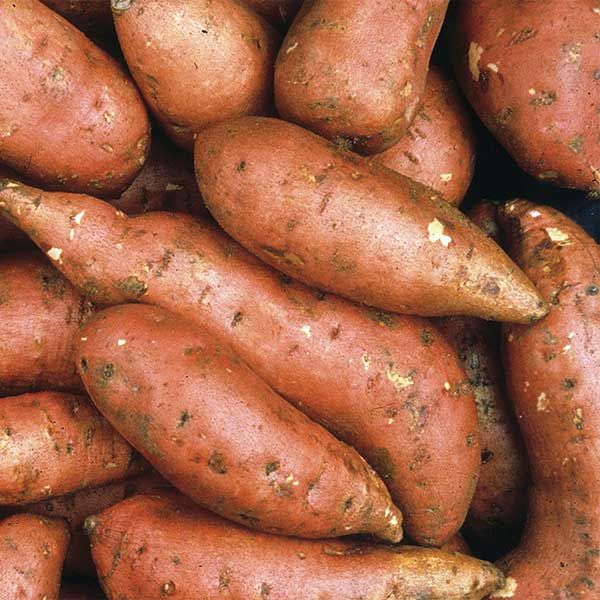 Sweet Potato from 미국 supplied by Howell Farming Company - Red Skin 고구마