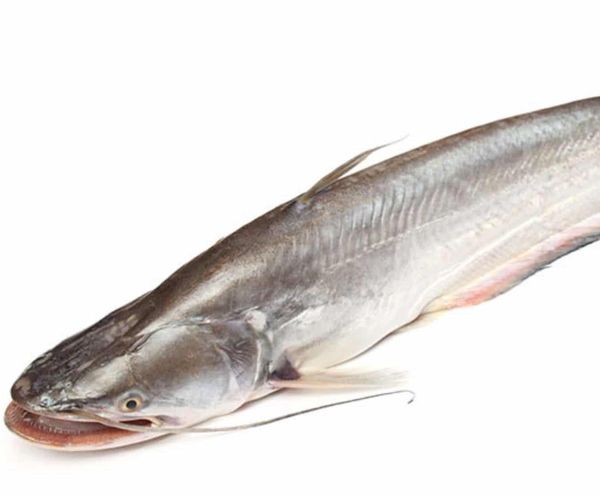 Frozen Catfish from 아이슬란드 supplied by Oddi - Frozen - Raw Frozen 냉동 메기 통마리