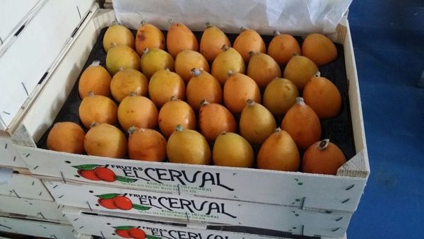 Loquat from 스페인 supplied by FRUTAS EL CERVAL S.L. - Fresh (=Chilled) 비파