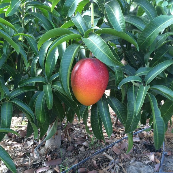 Mango from Peru supplied by FUNDOARIZONA - Fresh (=Chilled) Fresh Mango