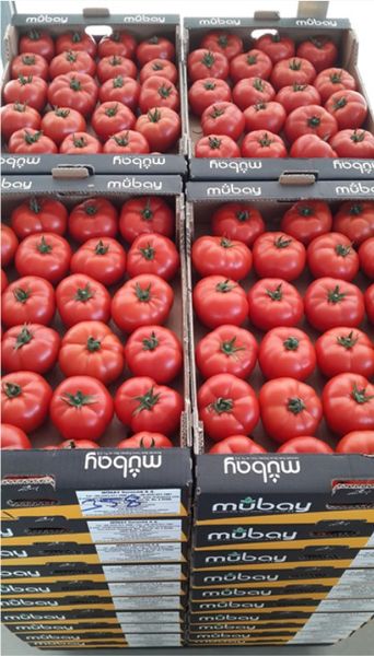 Fresh Tomato from Turkiye supplied by MÜBAY Seracılık - Red Fresh Tomato