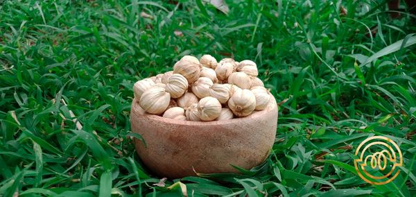 White Cardamom from 인도네시아 supplied by Jaya Dewata Spices - Highest Quality 카다멈