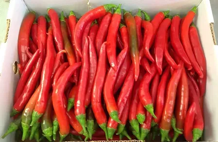 Fresh Chili Pepper from Israel supplied by Cherriessa - The Saada Farm - Red Dried Whole Chili Pepper