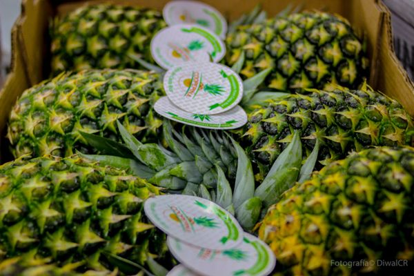 Pineapple from 코스타리카 supplied by Coopepiña R.L. Costa Rica - 골든 파인애플 신선 파인애플