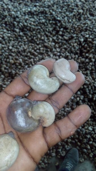 Cashew Nut In Shell from 나이지리아 supplied by Ever-green Planet - W240(원물) 생 캐슈너트