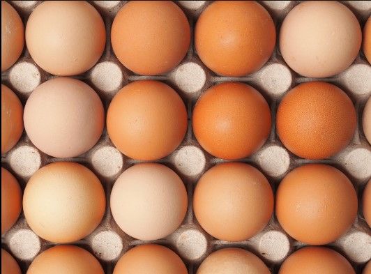 chicken egg from Poland supplied by Ferma Drobiu Chlebowo - In Shell Chicken Egg
