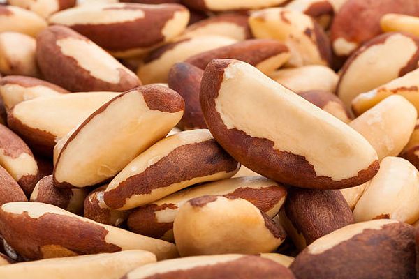 Brazil Nut from 볼리비아 supplied by Probal - High Quality 브라질너트 알맹이