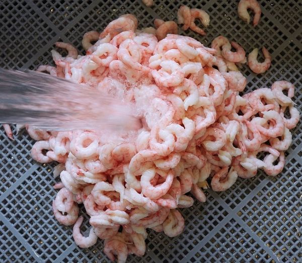 Red Shrimp from 노르웨이 supplied by Lyngen Reker AS - Cooked (Not Frozen) 냉동 새우