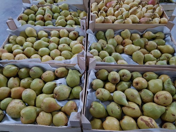 Pear from 몰도바 supplied by Delectar SRL - Green 신선 배
