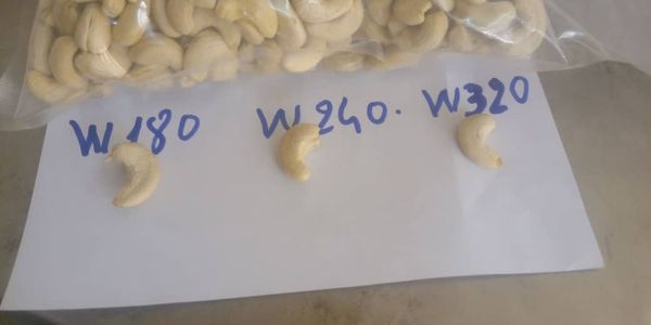 Kernel Cashew Nut from Benin supplied by 2SM-TOGO.SARL - WW180 (=White Whole 180) Cashew Nut Kernel