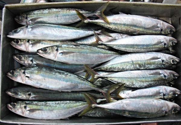 Mackerel from 인도네시아 supplied by PT. Sari Cakalang - Whole (=In The Round) 냉동 고등어