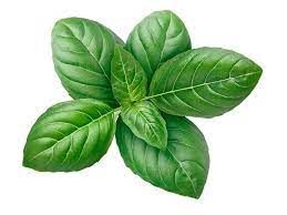 Basil from 프랑스 supplied by FILS DE MARIUS AUDA - Fresh (=Chilled) 바질