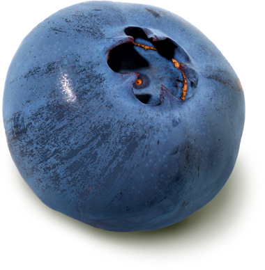 Fresh Whole Blueberry from Spain supplied by EUROBERRY - Conventional Fresh Blueberry