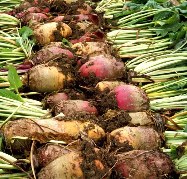 Sugar Beets from Slovakia supplied by Hlohovec - Fresh (=Chilled) Sugar Beet