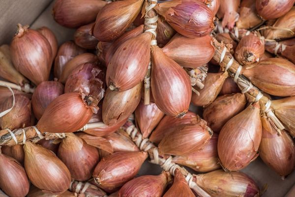 Shallot from 이탈리아 supplied by C.O.VAL.M. Soc. Coop. Agricola - Fresh (=Chilled) 샬롯