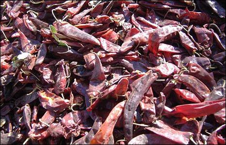Pepper from 에티오피아 supplied by Gagarii Trading PLC - Chili Pepper 혼합 향신료 상품