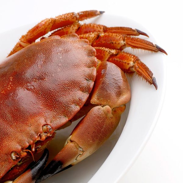 Whole Cooked Brown Crab from 영국 supplied by The Big Prawn Co. Ltd. - Cooked 냉동 게