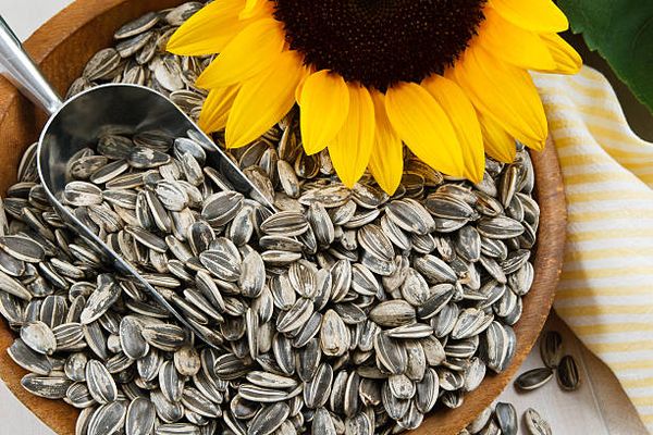 Sunflower Seed from 우크라이나 supplied by Agro-industrial Group of Companies «Dneprovskaya» - Whole 해바라기 씨