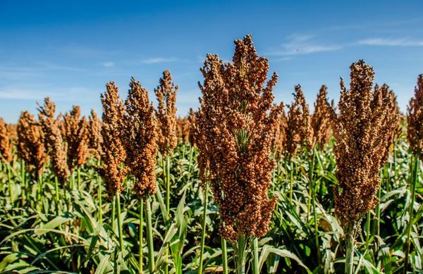 Sorghum seed from United States supplied by Roggen Farmers Elevator Association - Dried Sorghum