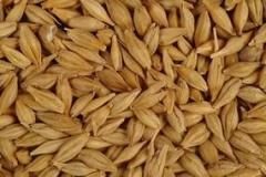 Whole Barley from 카자흐스탄 supplied by GRANASCO - Brown 보리