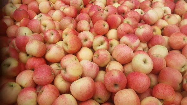 Fresh Apple from 독일 supplied by Bio-Obsthof GbR - Mixed 신선 사과