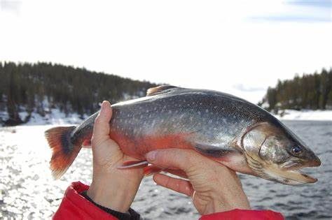 Arctic Char from 스웨덴 supplied by Vattudalens Fisk - Arctic Char Salmon (=Salvelinus alpinus) 냉동 북극 곤들매기