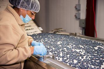 Blueberry from 캐나다 supplied by Silver Valley Farms Ltd. - Highbush (=Vaccinium corymbosum) 신선 블루베리