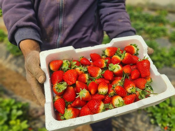 Fresh Strawberry from 요르단 supplied by Mujeb Organic Farm - Whole 신선 딸기