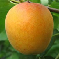 Apricot from Spain supplied by COBUCO SCL - Bulida (=Dwarf Bulida) Fresh Apricot