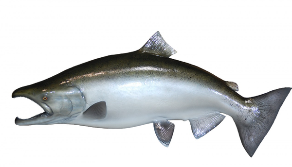 Frozen Salmon from 프랑스 supplied by GREENLAND SEAFOOD EUROPE SAS - Wild Caught 연어