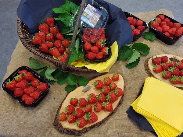 Fresh Strawberry from Germany supplied by Birkenhof Gemüse KG - Red Fresh Strawberry