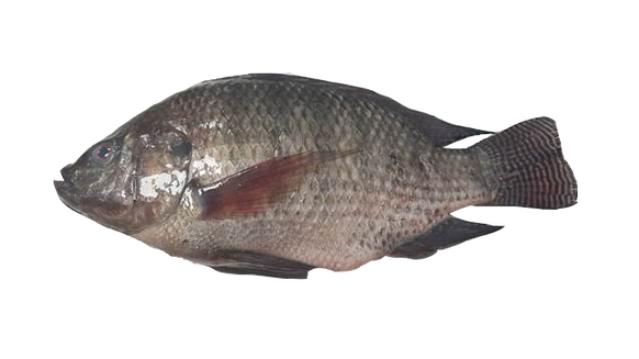 Tilapia from 대만 supplied by Liang Shing Frozen Seafoods Co., Ltd. - With Bone 냉동 틸라피아