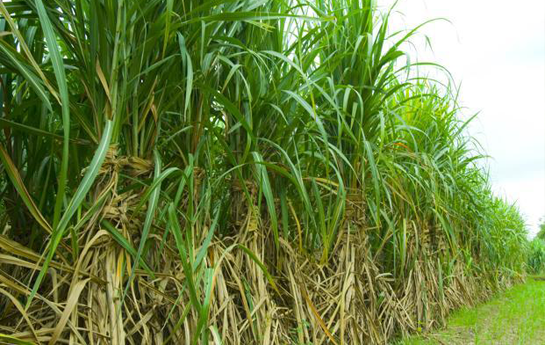 Sugarcane from 말라위 supplied by The Village Farms Limited - Green 사탕수수