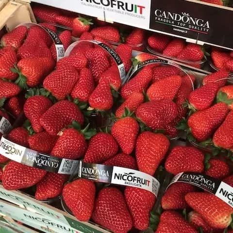 Strawberry from Italy supplied by Centro frutta castiglione - Fresh Strawberry