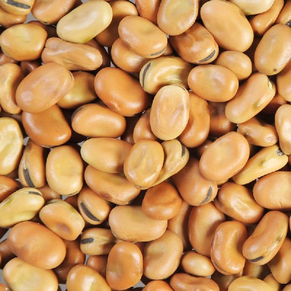 Broad Bean from 폴란드 supplied by Grupa Smoleń S.C. - Whole 말린 브로드빈