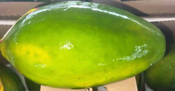 Papaya from 과테말라 supplied by WYCO PRODUCE - CAT1 신선 파파야