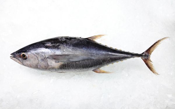 Albacore Tuna from 미국 supplied by Bornstein Seafoods - With Bone 참치